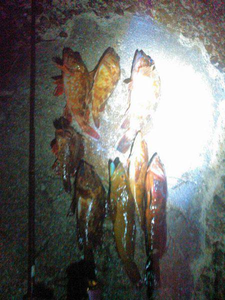 人生初フィッシュげっとん、豆まきして福は内…